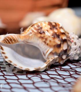 Tacoronte se muestra. 1Âª Feria de Turrones, Vinos y Gastronomía · foto 49