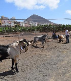 El ganado vacuno triunfa en la Feria de Gáldar. · foto 2