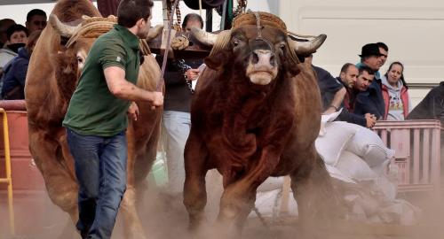 Fiesta de San Antonio Abad. Inauguración de la XI Liga de Arrastre Infantil y el XXIX Concurso de Arrastre Isla de Tenerife.