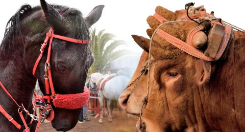 Demostración de arado con yuntas y siembra de sementero, zunchado de ruedas de carreta y carrera de sortija a caballo. San Juan. Tacoronte, 21-01-2017