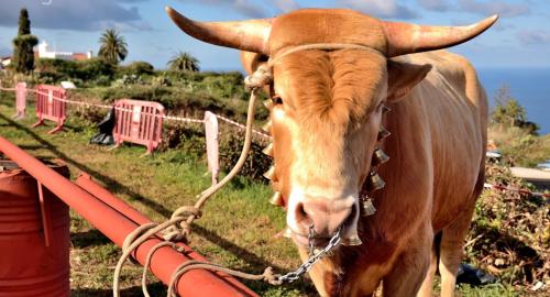 Feria de Ganado de San Antonio Abad. Tacoronte. 22-01-2017