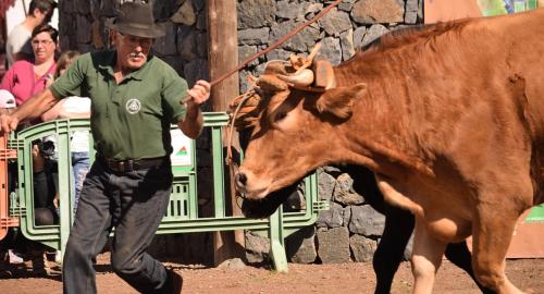 Arrastre de Ganado. Fiestas de San Antonio Abad. La Matanza de Acentejo. 05-02-2017