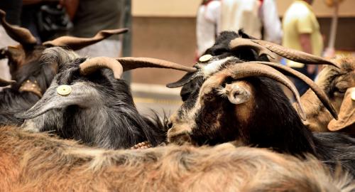 Romeria de San Isidro Labrador, 2017. Tacoronte.