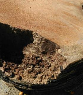 Ya se han eliminado las seis palmeras de la Plaza del Ayuntamiento de La Orotava que estaban en mal estado. · foto 17