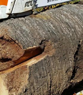 Ya se han eliminado las seis palmeras de la Plaza del Ayuntamiento de La Orotava que estaban en mal estado. · foto 13