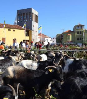 La festividad de San Antonio Abad en Los Silos cumple 270 años de tradición ganadera · foto 6