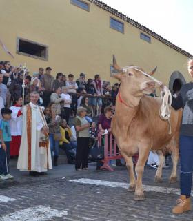 La festividad de San Antonio Abad en Los Silos cumple 270 años de tradición ganadera · foto 1