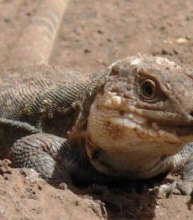 La Gomera cría en cautividad a 400 ejemplares del Lagarto Gigante · foto 4