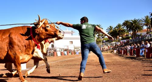 XXXI Concurso de Arrastre de Ganado. Trofeo Gobierno de Canarias, Temporada 2019. Tacoronte, 13-01-2019