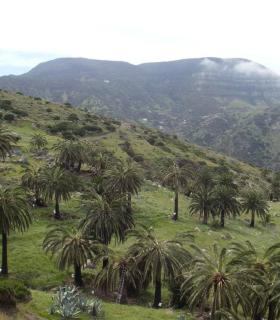 El Cabildo de La Gomera inicia los trabajos de localización y ordenación de los palmerales insulares · foto 1