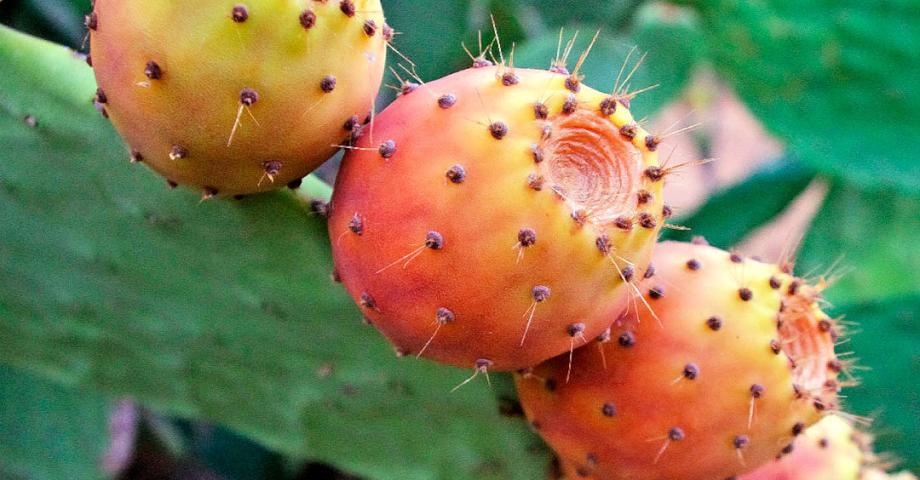 Mermelada de higos tunos o chumbos