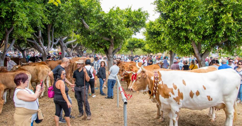 La Orotava: el recinto de Las Dehesas congrega este sábado más de 1.200 cabezas de ganado