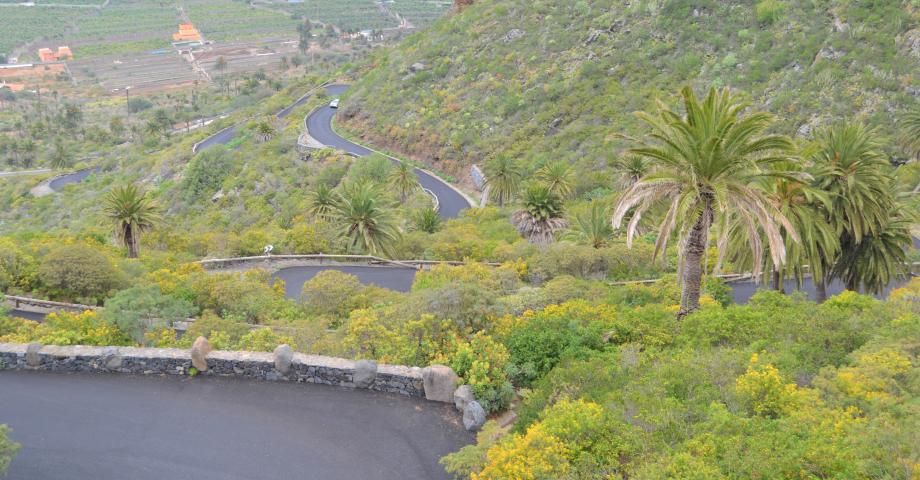 El Cabildo de Tenerife restaurará los palmerales del Sitio de Interés Científico de Interián, en Los Silos