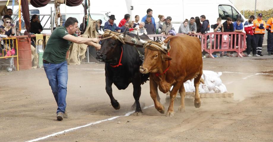El municipio de Tacoronte recupera tras dos años de restricciones el arrastre y la Feria de Ganado en San Juan, en honor a San Antonio Abad