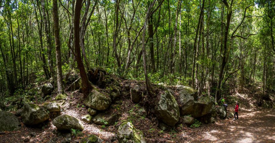 El Cabildo de Tenerife dedica más de medio millón de euros a los senderos y árboles frutales de Teno