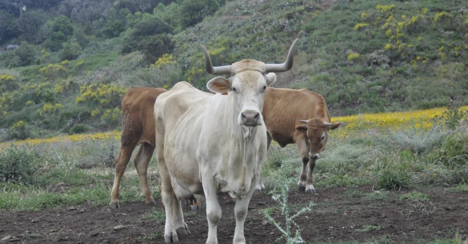 Los ganaderos de Tenerife ya pueden solicitar las ayudas del Cabildo para alimentación del ganado 