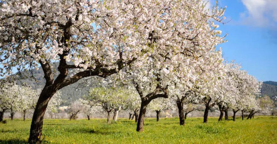 ¿Por qué algunos árboles frutales florecen antes que otros?