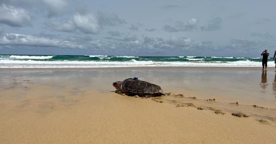 La tortuga "Chofe" viajará por los mares de la Macaronesia para recabar información sobre el calentamiento de los océanos