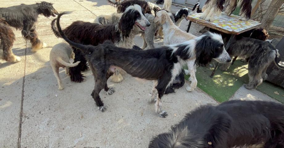 La Policía Canaria interviene un criadero ilegal en Tenerife y rescata a 54 perros y 11 gatos