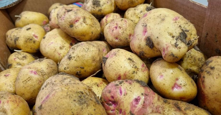 Autorizada la importación de papas en Canarias procedentes de Reino Unido