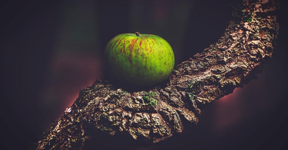 El Sauzal entrega los premios del VIII Concurso de Fotografía "La manzana reineta de Tenerife“