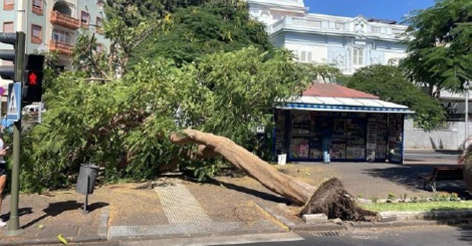 Santa Cruz ordena a Parques y Jardines la revisión urgente del arbolado de la ciudad