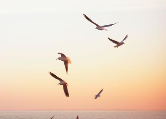 Volando con Richard Bach