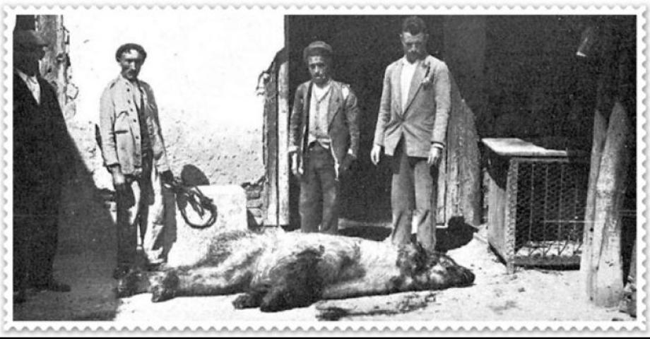 LA CASA DE FIERAS DE MADRID: EL OSO POLAR