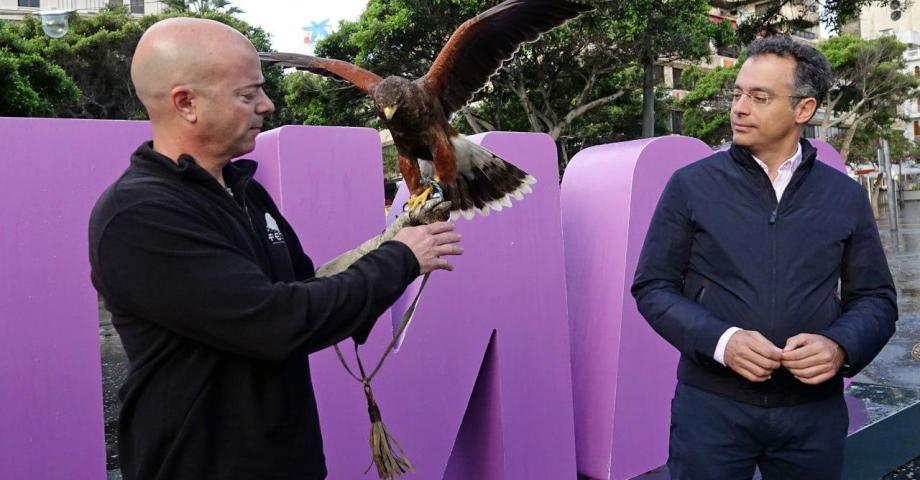 Un halcón sobrevolará Santa Cruz, de forma controlada, para disuadir a las palomas