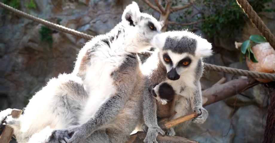 Un pequeño Lémur de cola anillada trae en Loro Parque, nueva esperanza para su especie