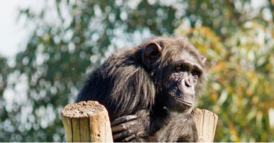 La historia de Lulú, la Chimpancé de Canarias que movilizó y cambió a toda una ciudad