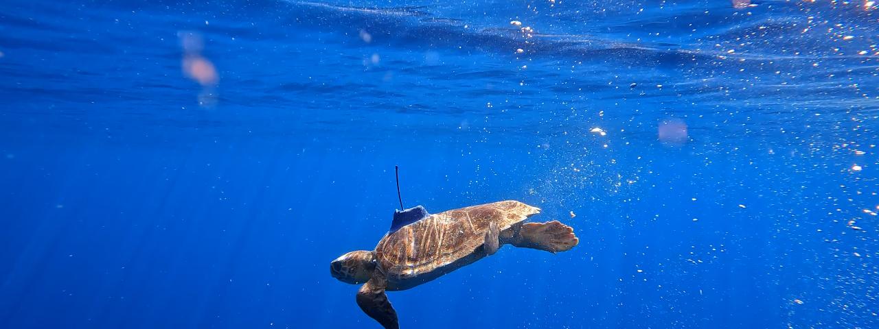 Cabildo de Tenerife y Loro Parque Fundación siguen avanzando en la investigación de las tortugas marinas