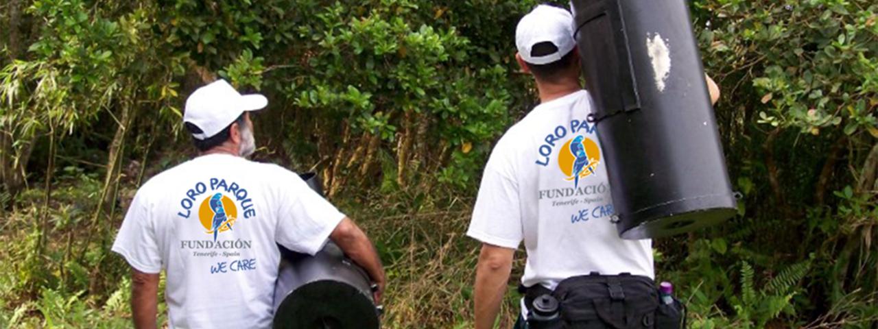 Loro Parque Fundación invertirá 1.745.000 dólares en programas de protección de la naturaleza en 2025