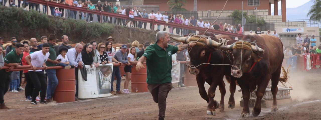 Tacoronte inicia este domingo la fiesta ganadera en honor a San Antonio Abad
