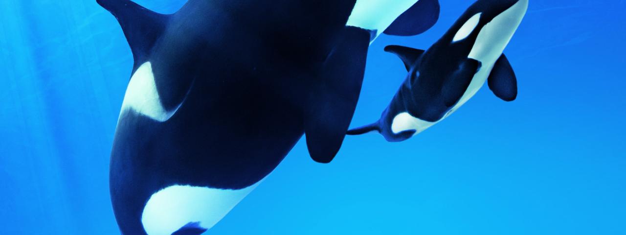 Loro Parque celebra los 15 años del rescate de Morgan, la orca sorda que desafió todos los límites