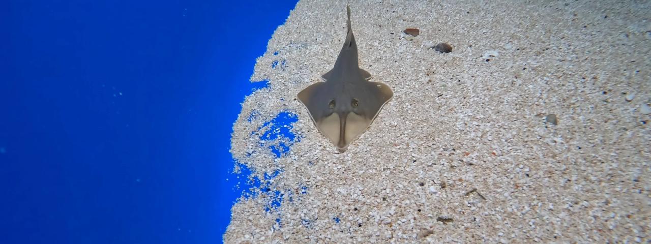 Tres tiburones guitarra amplían la familia del acuario de Loro Parque