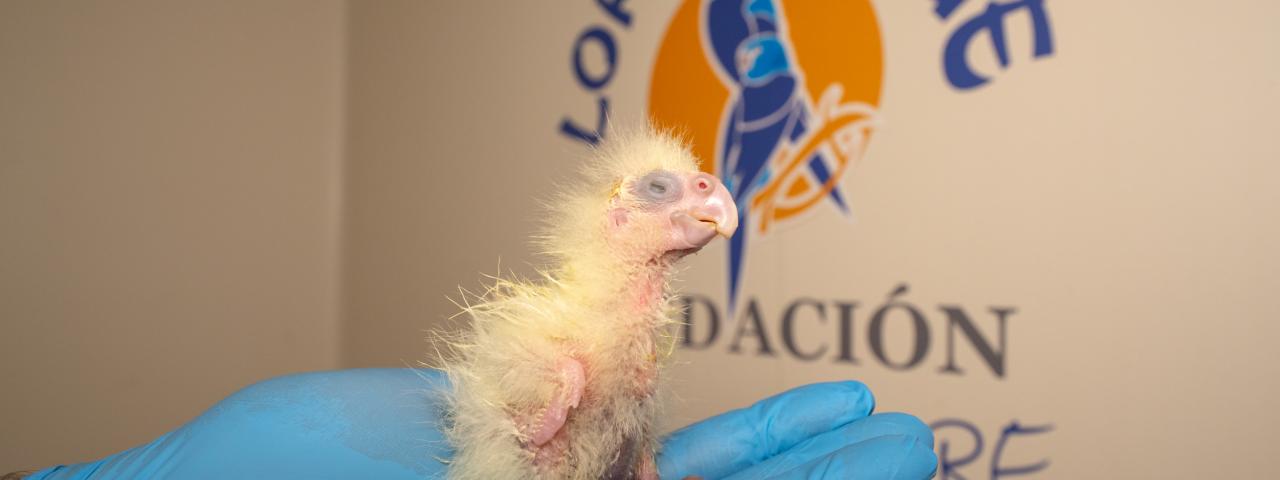 Loro Parque logra la primera reproducción en Europa de la cacatúa colirroja, una especie en peligro de extinción