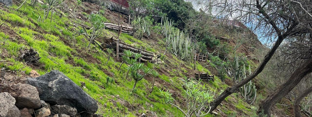 Parques y Jardines acondiciona el talud del litoral de El Pris con recursos m&aacute;s sostenibles