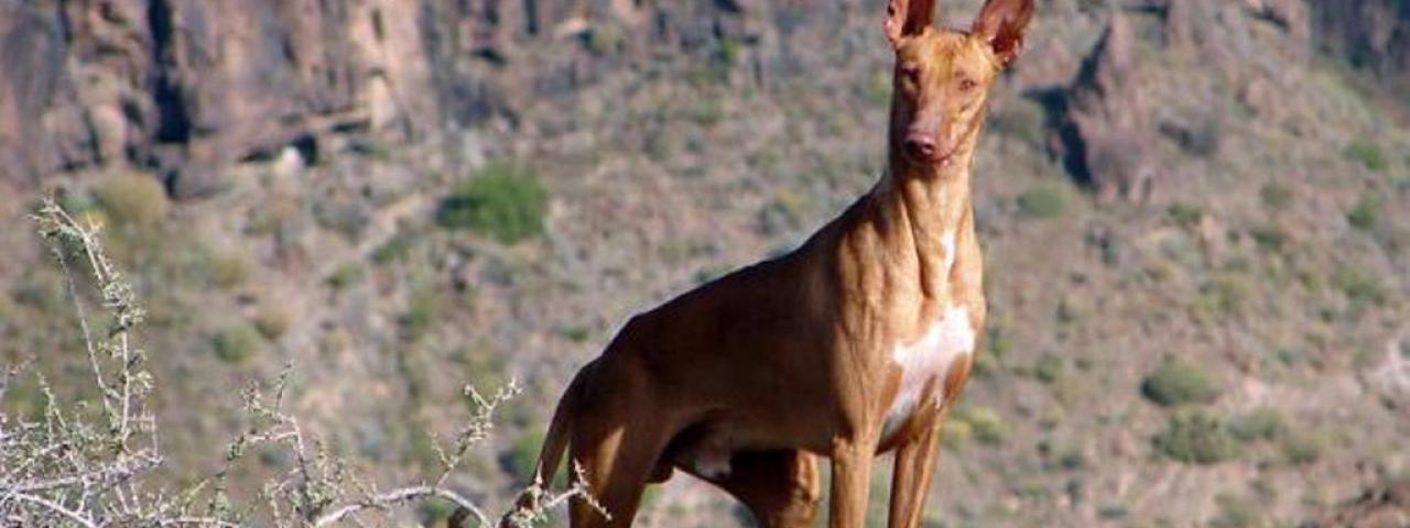 El Cabildo aprueba la apertura de los campos de adiestramiento y entrenamiento para la temporada
