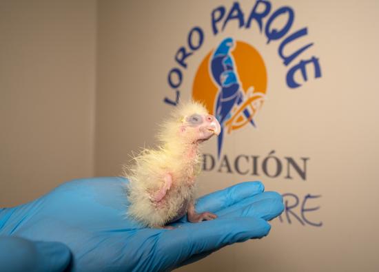 Loro Parque logra la primera reproducción en Europa de la cacatúa colirroja, una especie en peligro de extinción