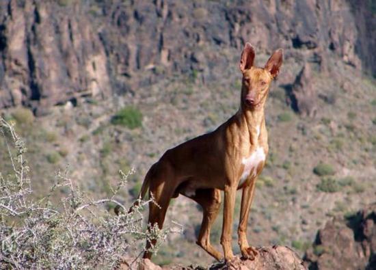 El Cabildo aprueba la apertura de los campos de adiestramiento y entrenamiento para la temporada