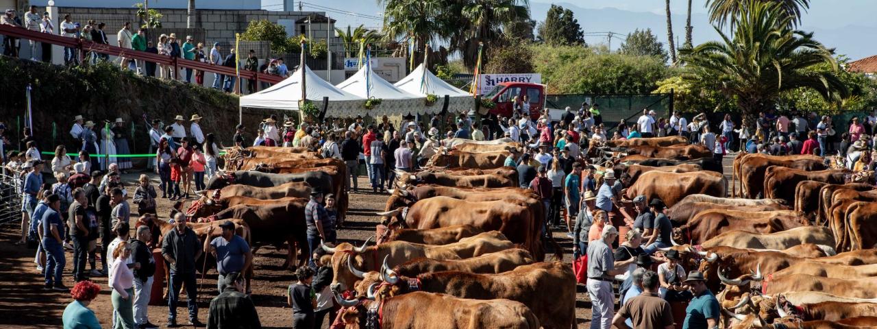 La Feria Ganadera de Tacoronte cierra este domingo el programa de actos festivos en honor a San Antonio Abad