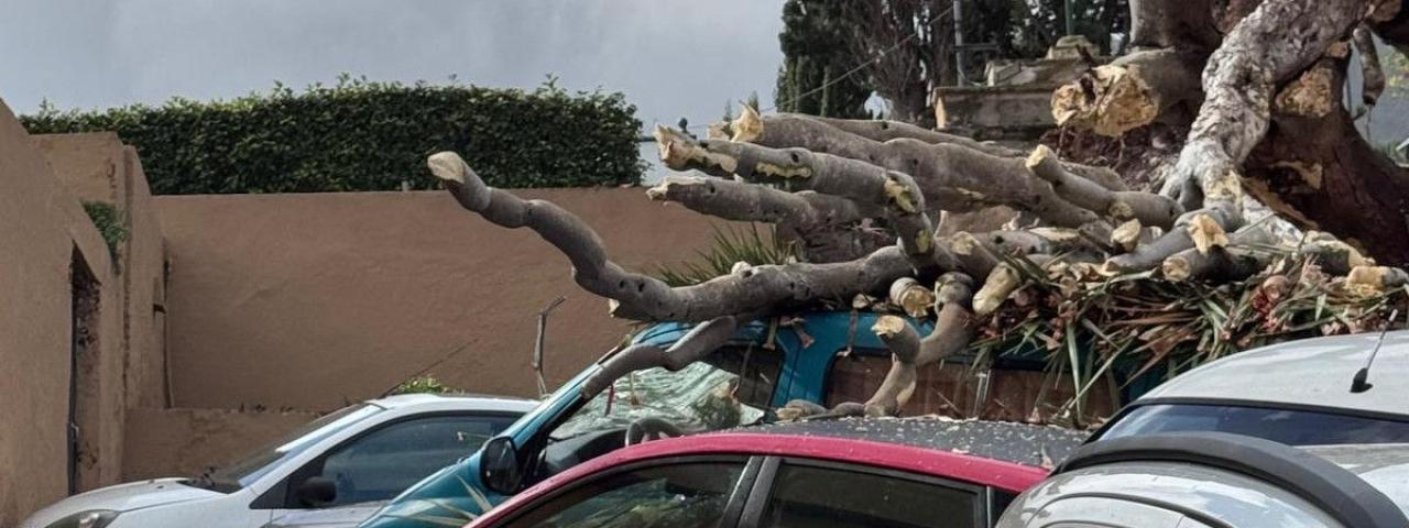 Ca&iacute;da del Drago de San Francisco