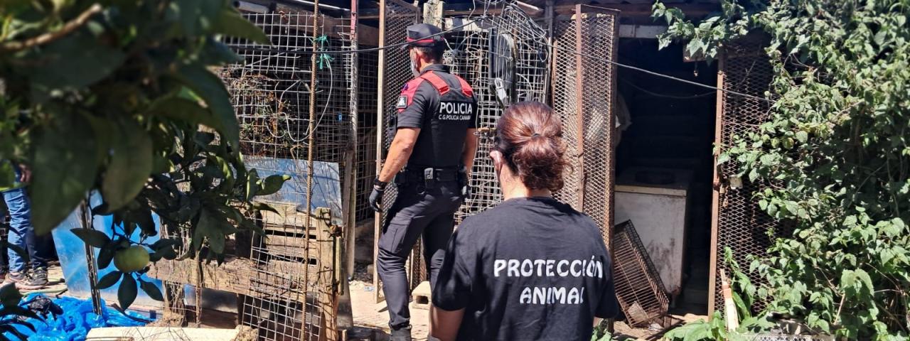 La Polic&iacute;a Auton&oacute;mica detiene a un hombre tras localizar 16 perros en condiciones extremas en Tenerife