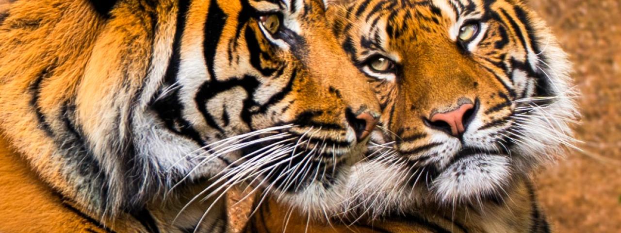 Loro Parque asume el rescate del tigre de Sumatra: la última subespecie del planeta lucha contra su extinción en Tenerife