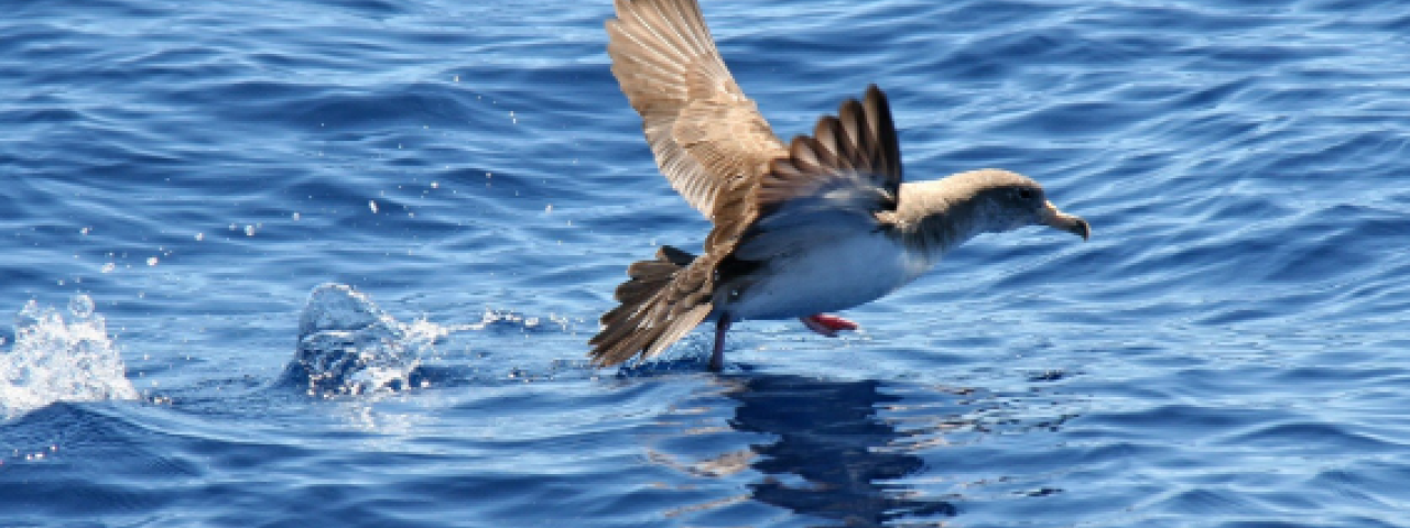El canto de las sirenas canarias