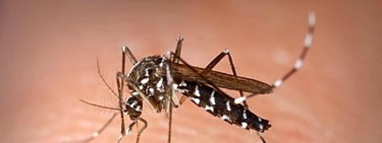 Sanidad informa de la detección de ejemplares de Aedes albopictus en la isla de La Gomera