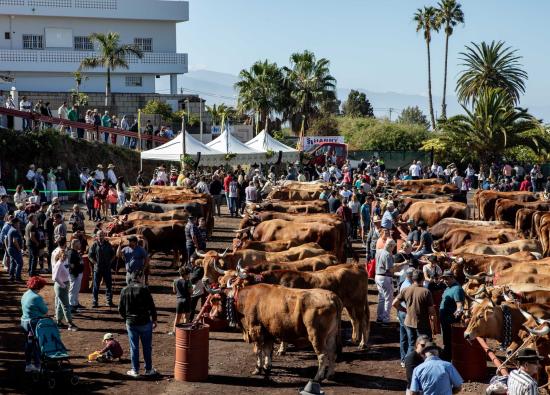 La Feria Ganadera de Tacoronte cierra este domingo el programa de actos festivos en honor a San Antonio Abad