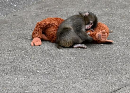 Un mono viral, su peluche y un experimento de hace 70 a&ntilde;os: lo que Punch nos ense&ntilde;a sobre la teor&iacute;a del apego