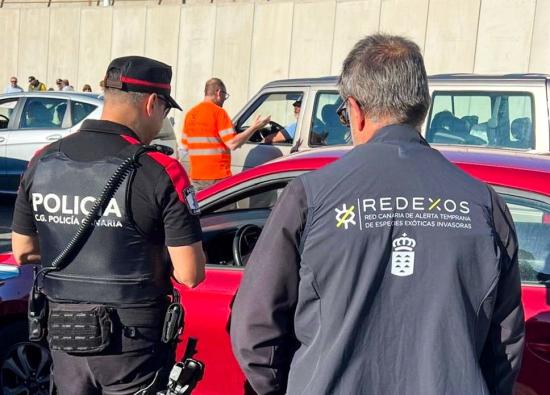 La Polic&iacute;a Auton&oacute;mica colabora para frenar la expansi&oacute;n de la culebra real de California en Gran Canaria